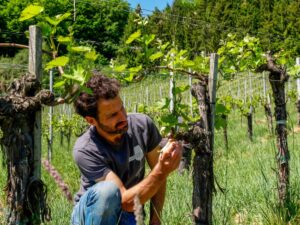 Fischer-Weine-Arbeit im Weingarten