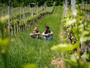 Fischer-Weine-Begrünte Rebzeilen