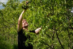 Loidl-Arbeit im Obstgarten