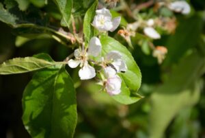 Loidl-Obstblüte
